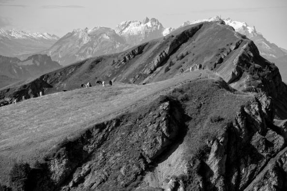 Der Höchste - Hochgrat vor Säntis