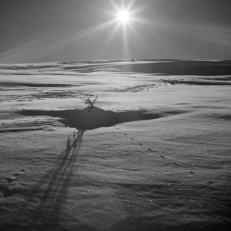 Einsames Nadelbäumchen im Schnee