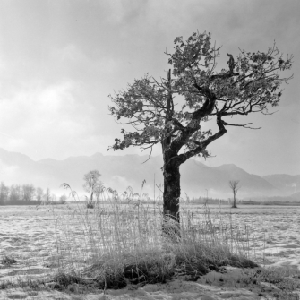 Sonne nach dem Nebel im Murnauer Moos (Ammergebirge) - 24.01.2022