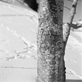 Stieglalpe (Nagelfluhkette, Oberallgäu) - 28.02.2022