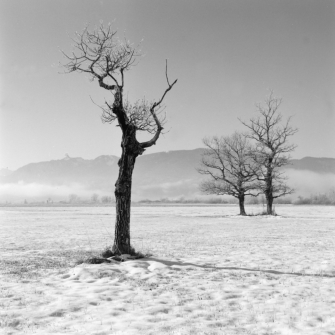 Sonne nach dem Nebel im Murnauer Moos (Ammergebirge) - 24.01.2022