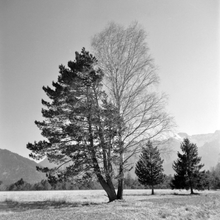 Erster Frühling im Murnauer Moos (Oberallgäu) - 10.03.2022