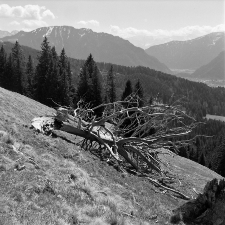 Baumleiche am Hörnle (Ammergauer Berge) -  20.04.2022