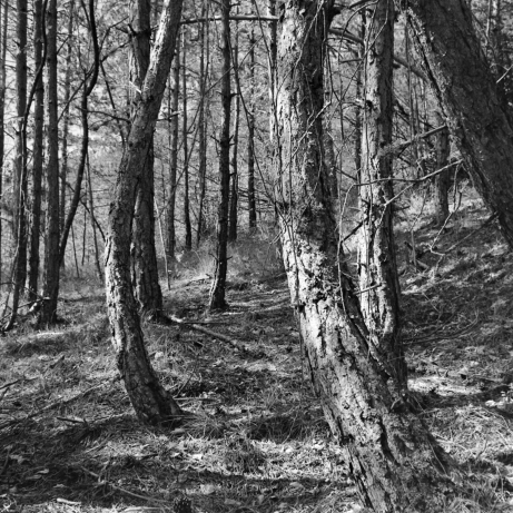ter Wald über  Saint-André-les-Alpes (Hochprovence) - 22.09.2022