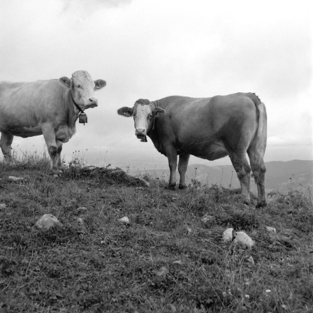 Rindviecher an der Schnittlauchmoosalm (Spitzing) - 06.08.2021