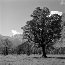 Ahorn im Ahornboden (Karwendel) - 16.10.2021