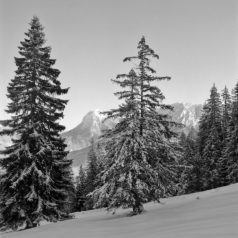 Über der Falkenmoosalm (Vorkarwendel) - 06.12.2022