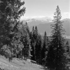 Wald am Hörnle und Wetterstein (Ammergauer Berge) - 20.04.2022