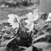 Schneerosen im Rosengarten Isarufer (München) - 15.02.2024